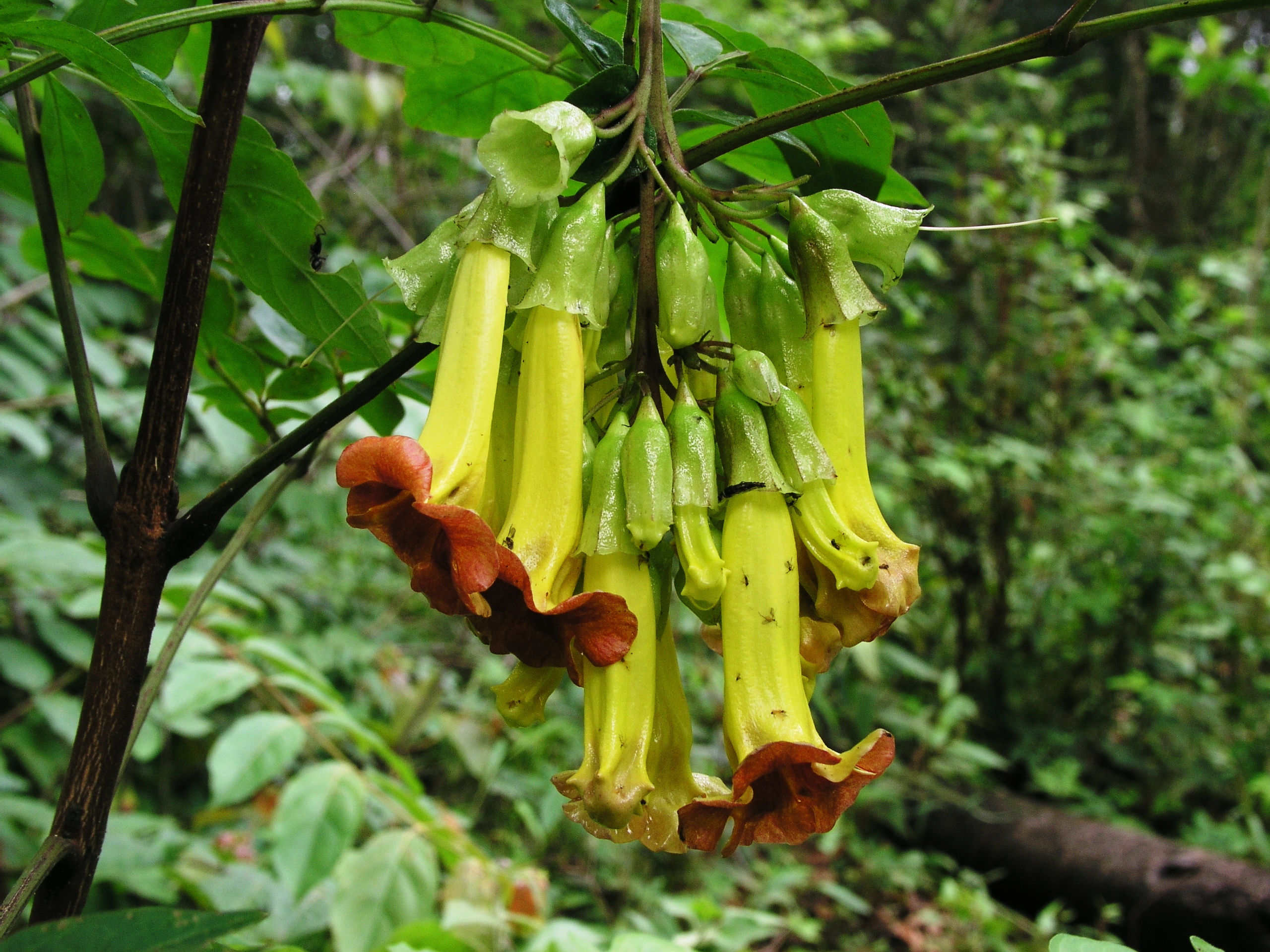 ระฆังทอง Pauldopia ghorta (G. Don) Steenis<br/>BIGNONIACEAE